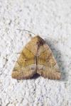 Cosmia trapezina