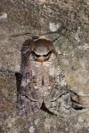 Cossus cossus
