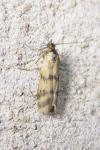 Homoeosoma sinuella