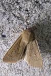 Mythimna sicula