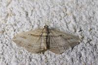 Costaconvexa polygrammata