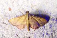 Endotricha flammealis