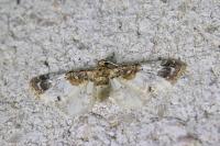 Eupithecia breviculata