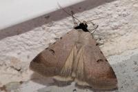 Lygephila craccae