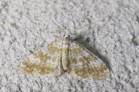 Perizoma flavofasciata