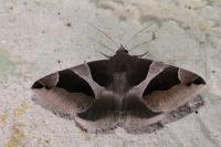 Dysgonia algira