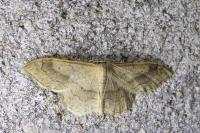 Idaea aversata