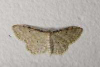Idaea fuscovenosa