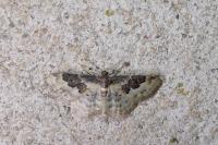 Idaea rusticata