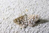 Chiasmia clathrata