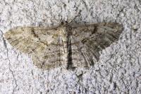 Peribatodes rhomboidaria