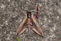Sphinx ligustri
