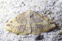 Stegania trimaculata