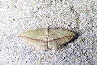 Timandra comae