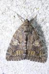 Catocala sponsa