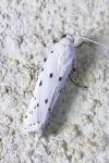 Myelois circumvoluta