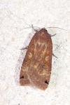 Noctua pronuba