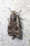 Noctua pronuba