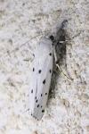 Myelois circumvoluta