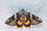 Catocala fulminea