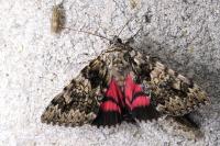 Catocala sponsa