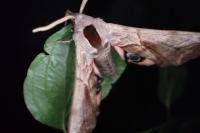 Smerinthus ocellatus