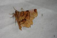 Selenia lunularia