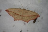 Timandra comae