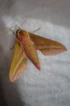 Deilephila elpenor