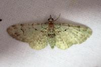 Pasiphila rectangulata