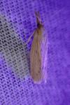 Ematheudes punctella