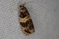 Celypha aurofasciana
