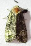 Craniophora ligustri