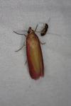 Oncocera semirubella