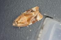 Ditula angustiorana