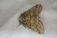 Gluphisia crenata