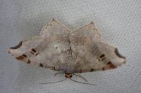 Macaria alternata