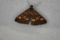 Pyrausta aurata
