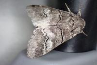 Drymonia querna