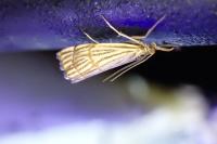 Chrysocrambus linetella