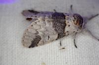 Furcula furcula