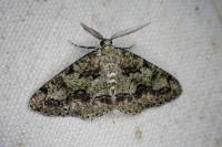 Cleorodes lichenaria