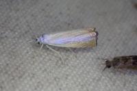Chrysoteuchia culmella
