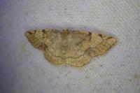 Stegania trimaculata