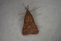 Synaphe punctalis