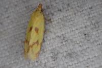 Agapeta hamana