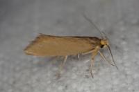 Crassa unitella