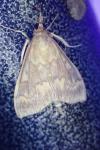 Ostrinia nubilalis