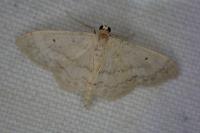 Idaea biselata