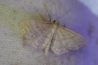 Idaea macilentaria